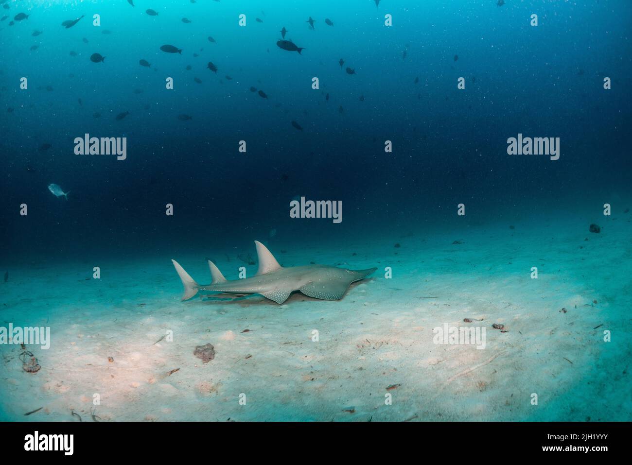 Guitar shark in the Maldives Stock Photo
