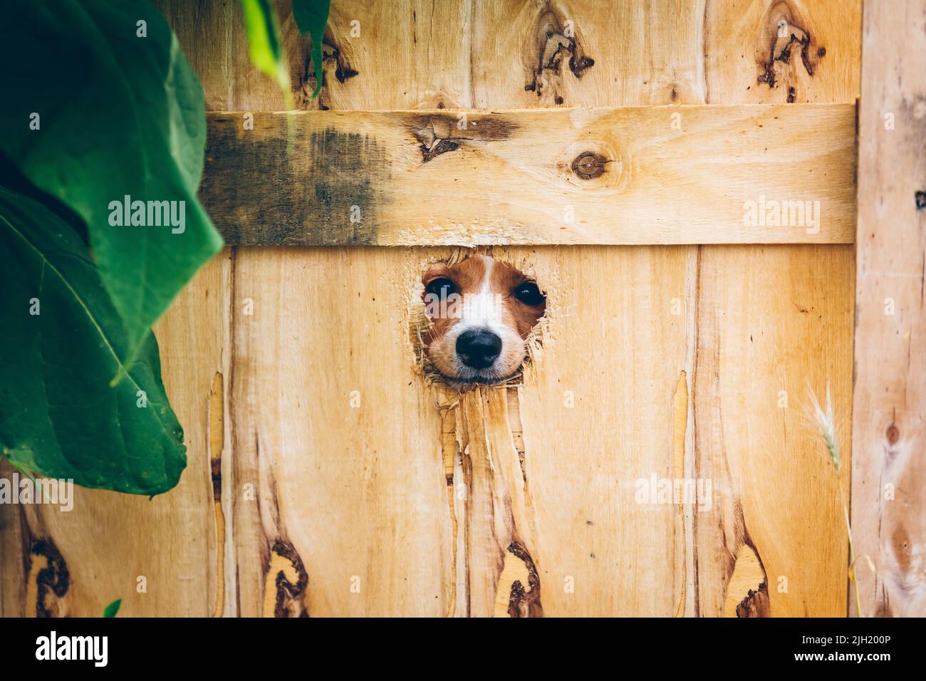 The dog gnawed a hole in the fence to get out. Ukrainian volunteers are engaged in rescuing animals in Ukraine. Volunteers help Ukrainian pets. Stock Photo
