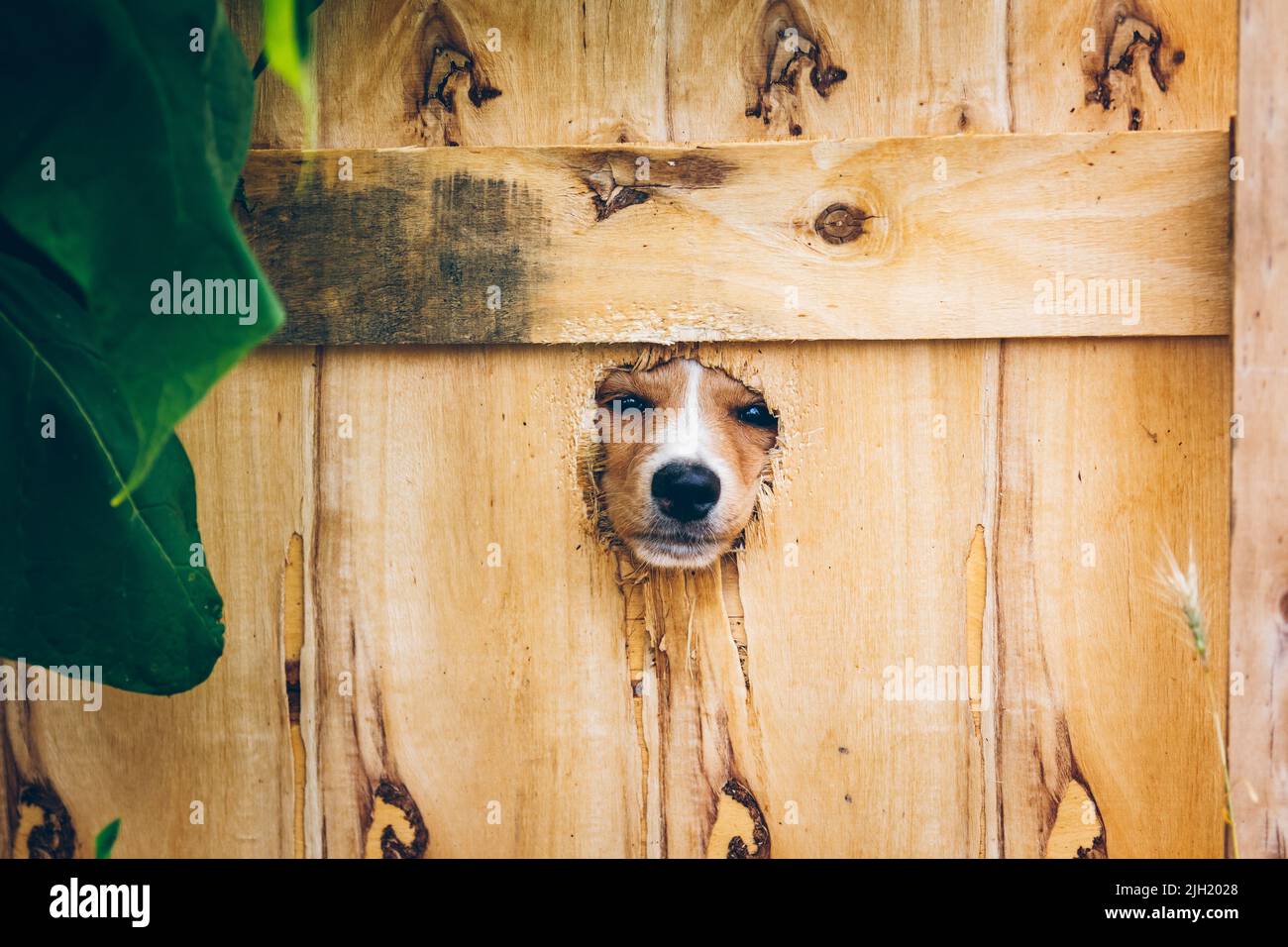 The dog gnawed a hole in the fence to get out. Ukrainian volunteers are engaged in rescuing animals in Ukraine. Volunteers help Ukrainian pets. Stock Photo