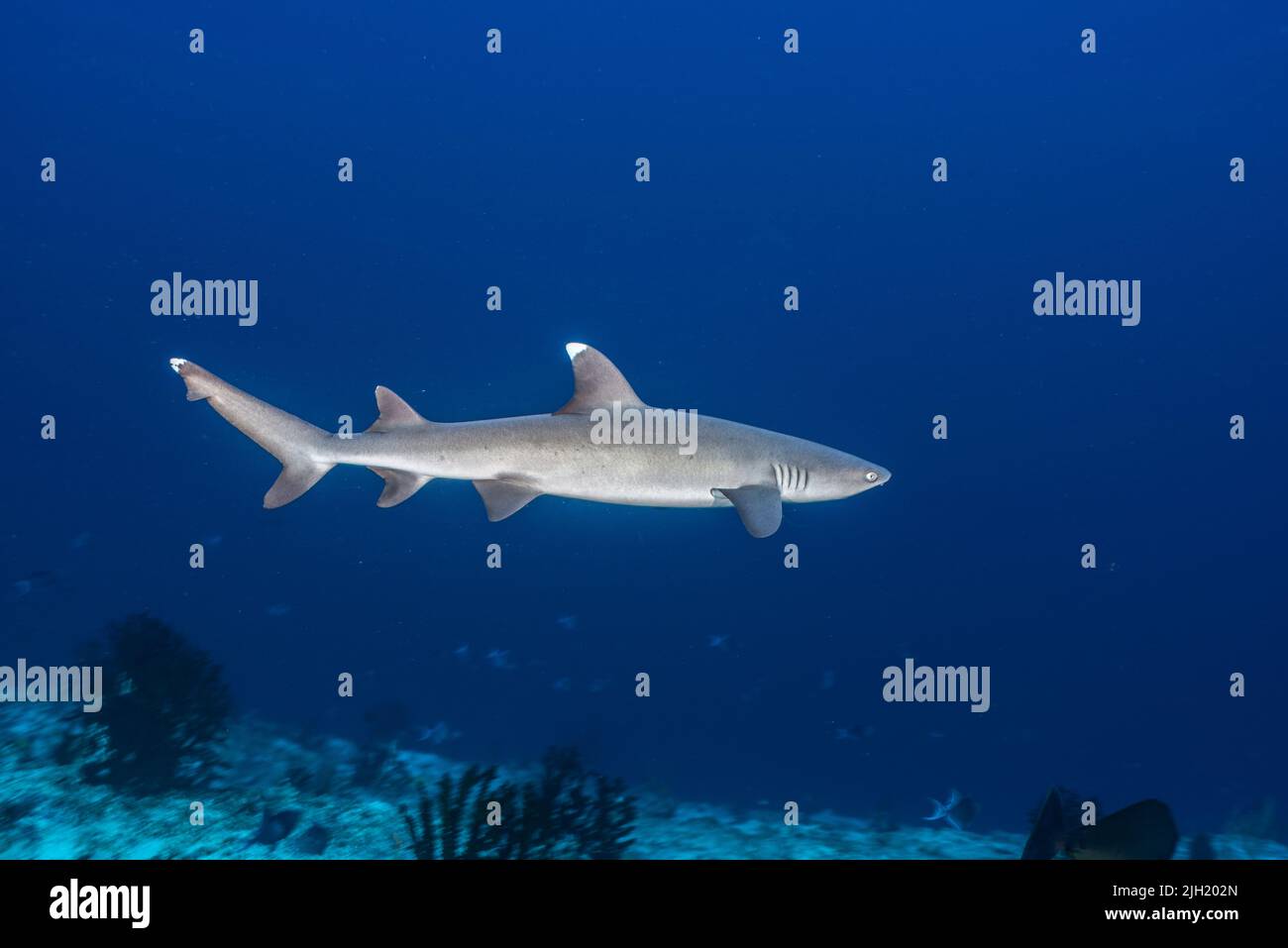 Sharks in the Maldives Stock Photo Alamy