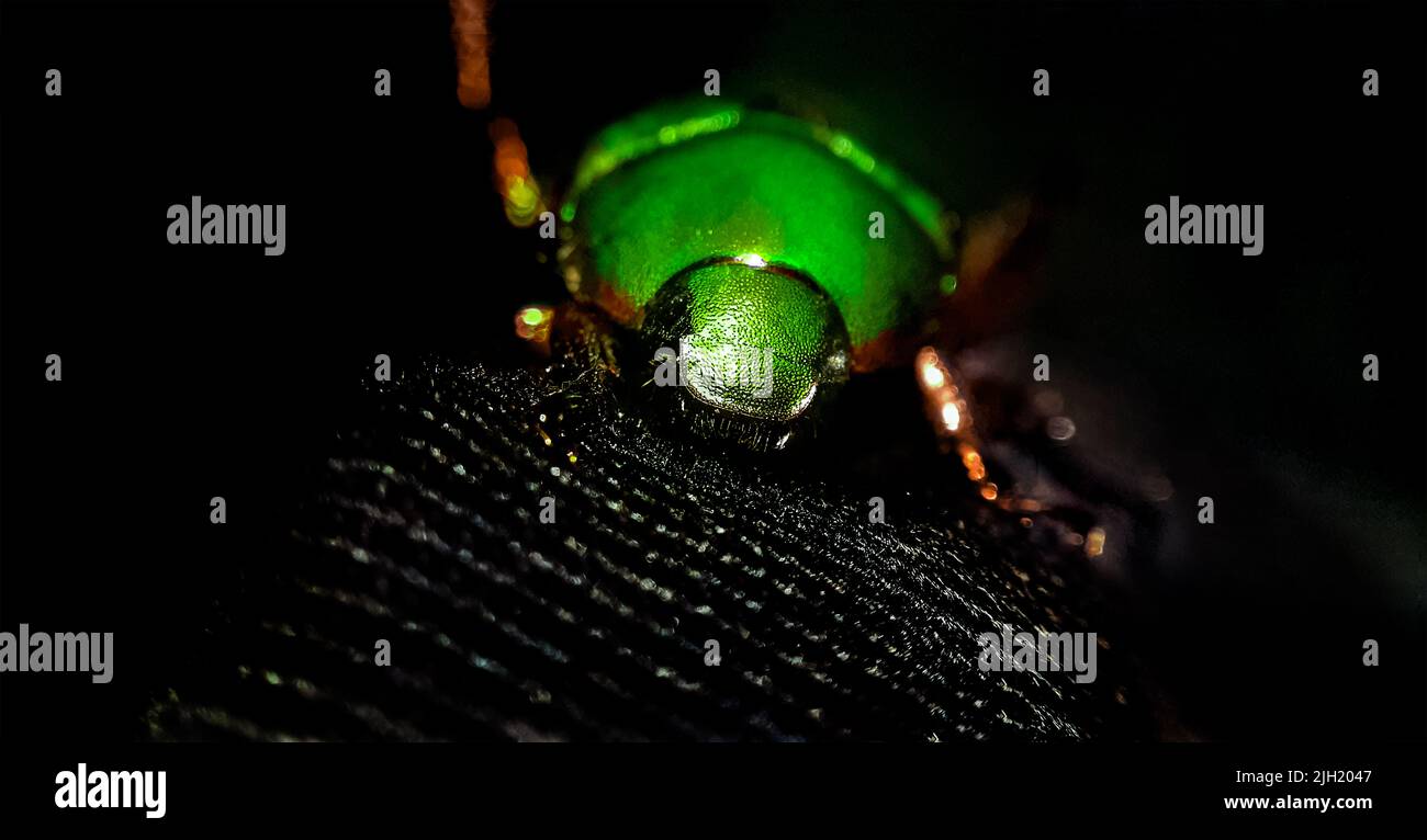 A closeup shot of a leaf chafer beetle Stock Photo