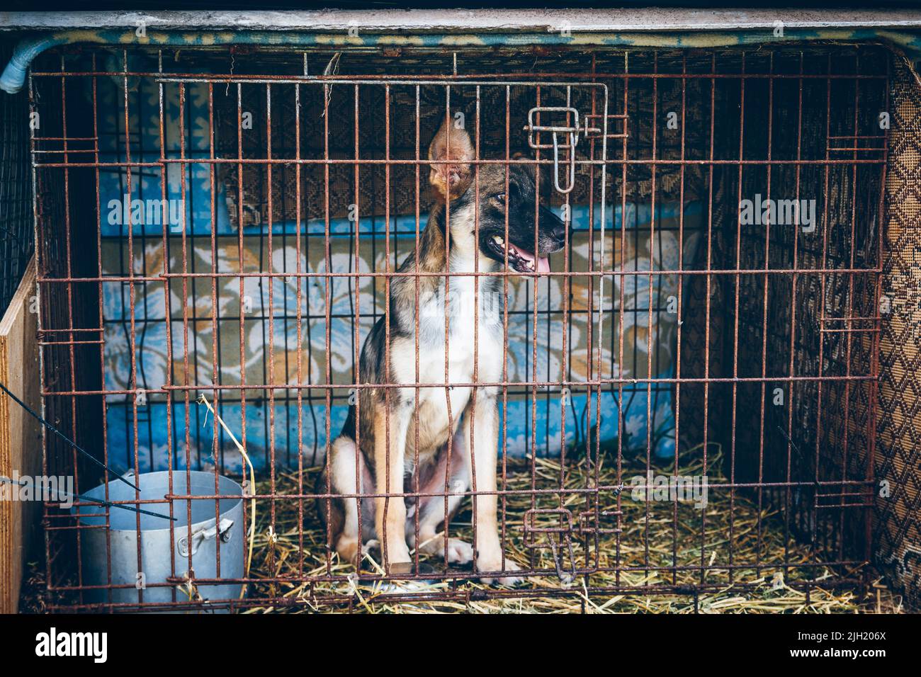 A dog in the enclosure of the animal shelter looks sadly at the