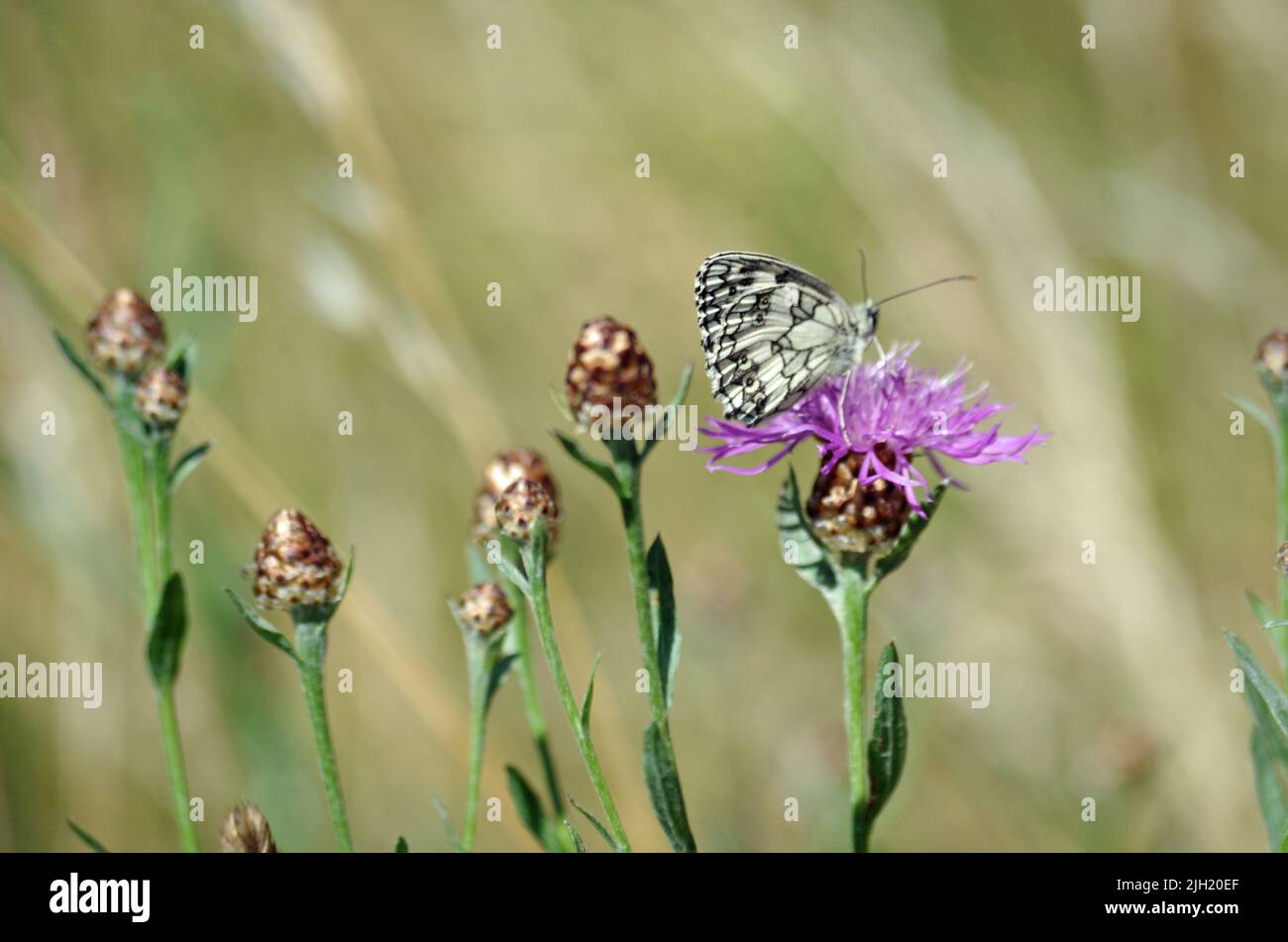 Butterfly of the Year 2018. Stock Photo