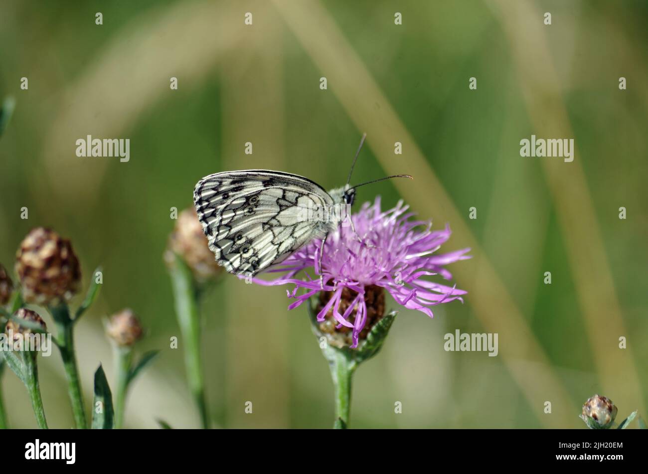 Butterfly of the Year 2018. Stock Photo