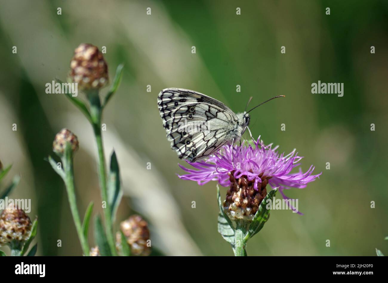 Butterfly of the Year 2018. Stock Photo