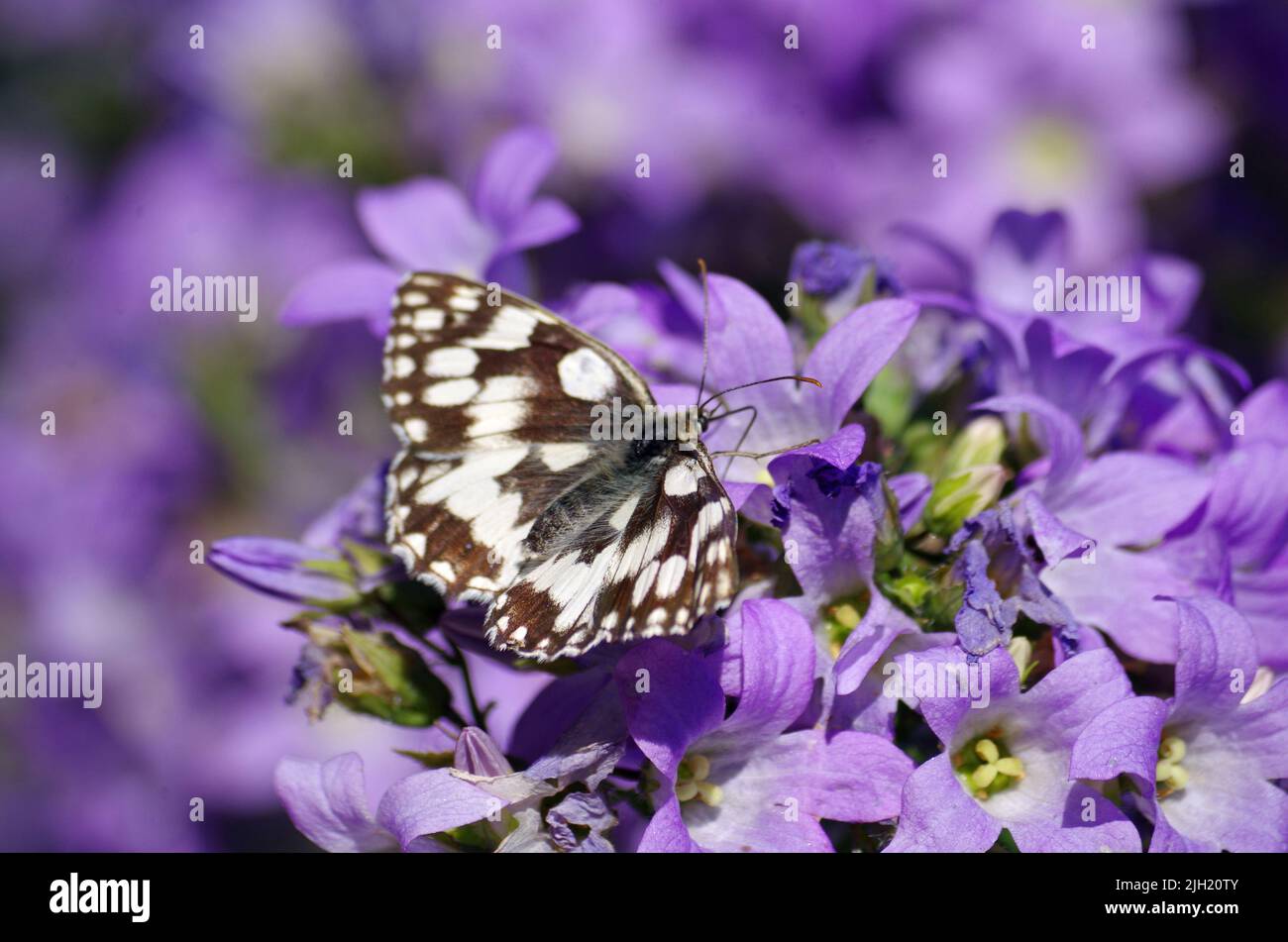 Butterfly in the Garden Stock Photo - Alamy