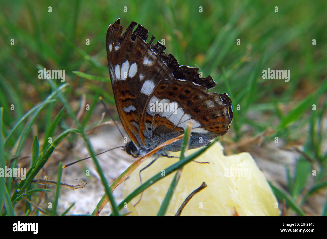 Limenitis camilla. Stock Photo