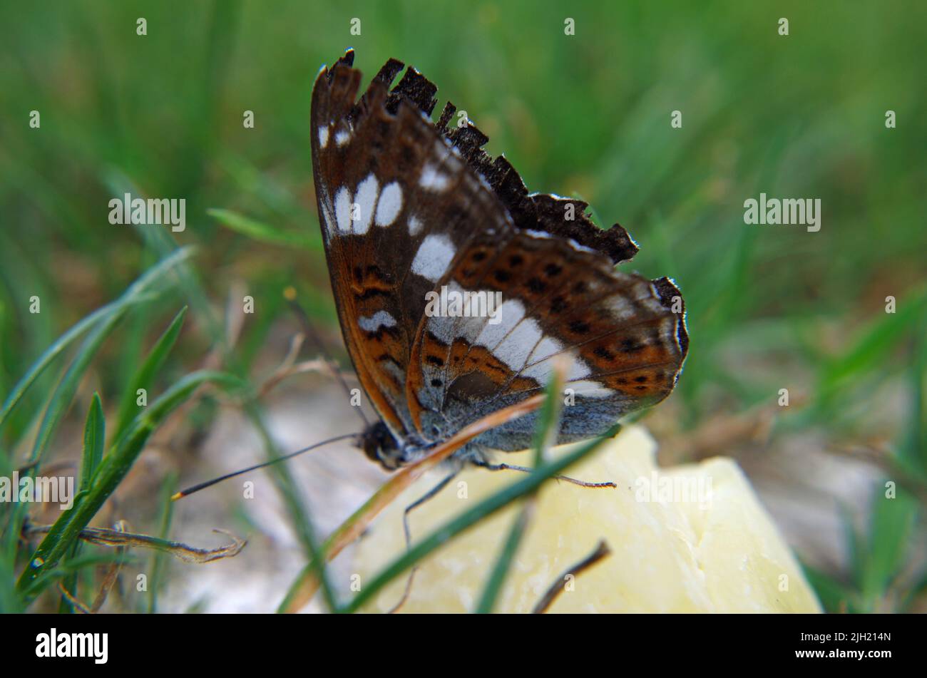 Limenitis camilla. Stock Photo