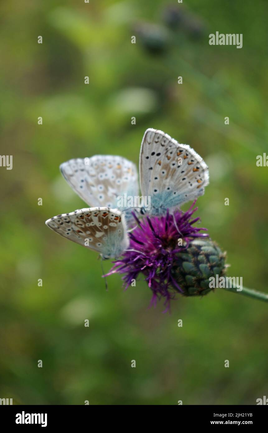 Bläulinge, Lycaenidae, Schmetterling. Stock Photo