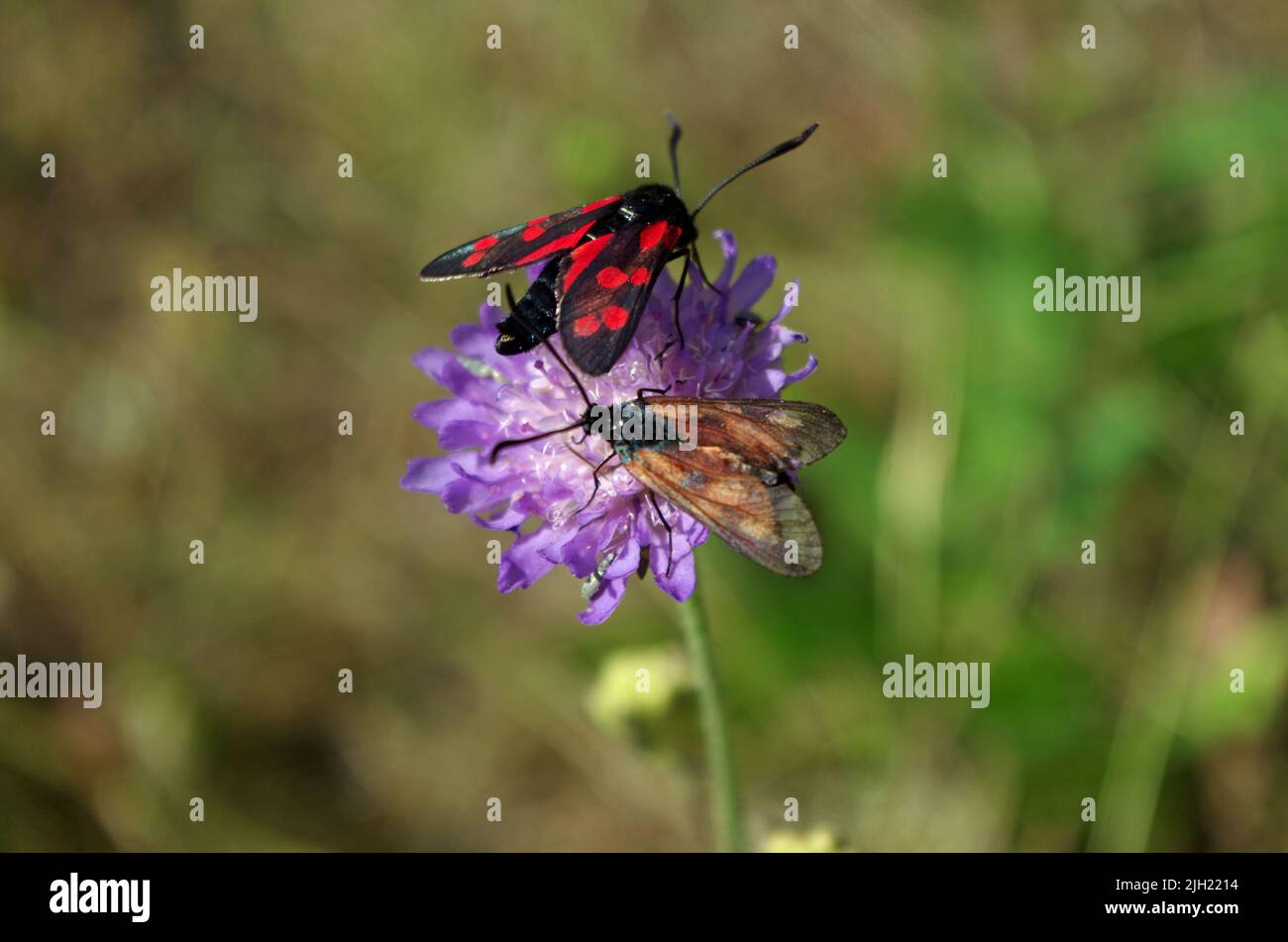Cygans Insekt. Blood Drop Butterfly. Stock Photo