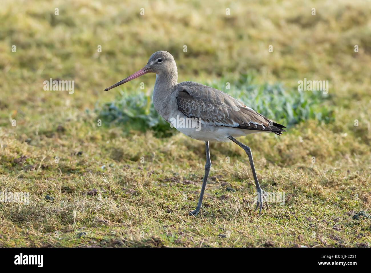 Black-tailed Godwit in winter plumage walking on grass Stock Photo - Alamy