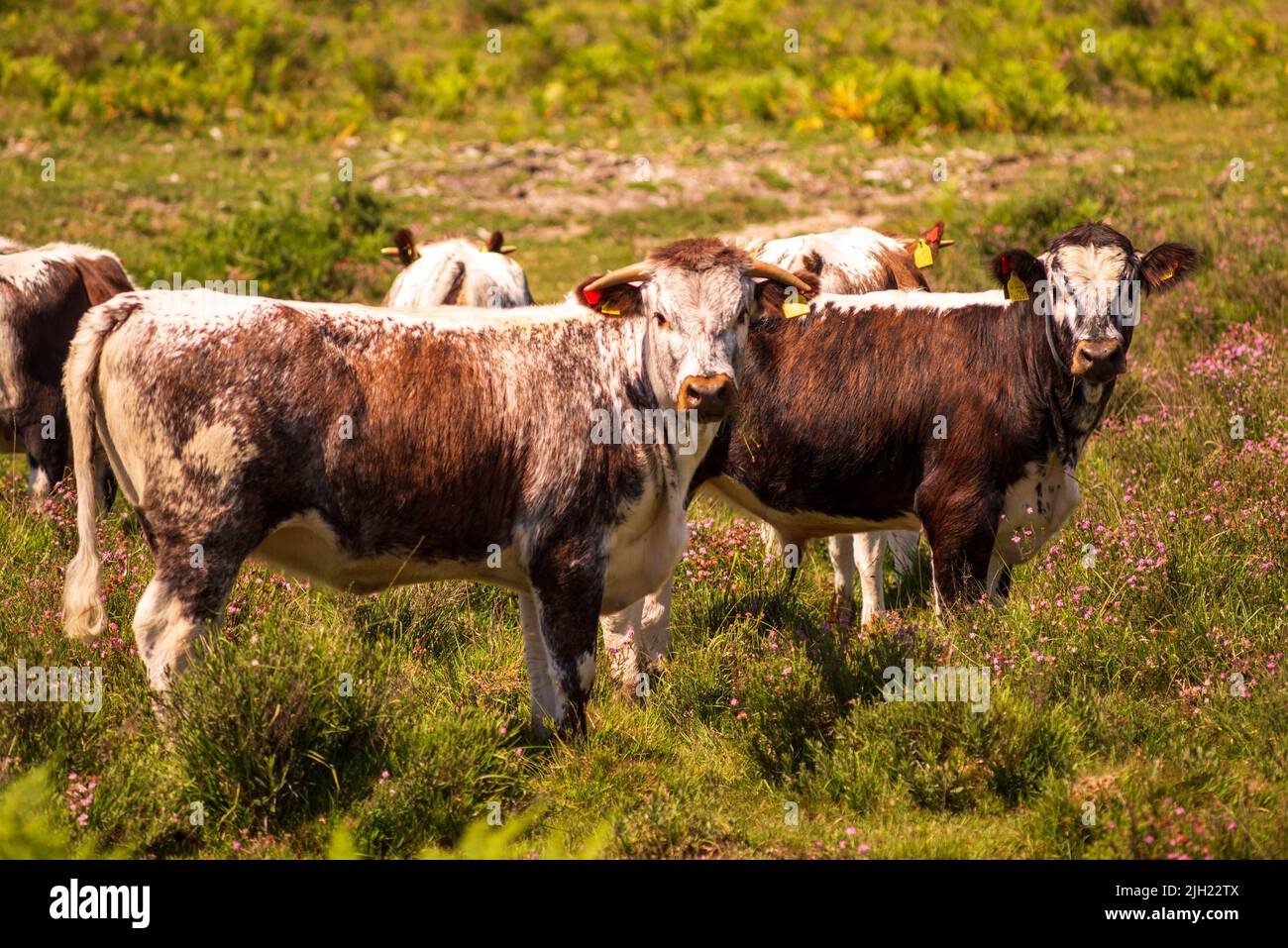 Godshill, Fordingbridge, New Forest, Hampshire, UK, 14th July 2022, Weather: Hot under intense sunshine in the middle of the day. Cows look up from grazing the tinder dry vegetation. Paul Biggins/Alamy Live News Stock Photo