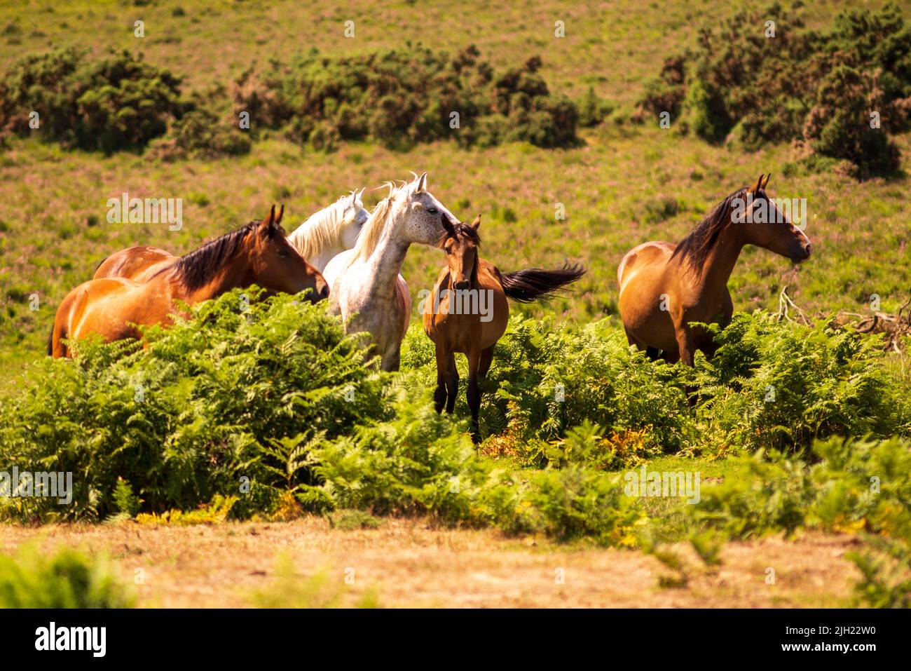 Godshill, Fordingbridge, New Forest, Hampshire, UK, 14th July 2022, Weather: Hot under intense sunshine in the middle of the day. New Forest ponies alert to any activity. One pone appears to be pointing with its tail, look over there, Paul Biggins/Alamy Live News Stock Photo