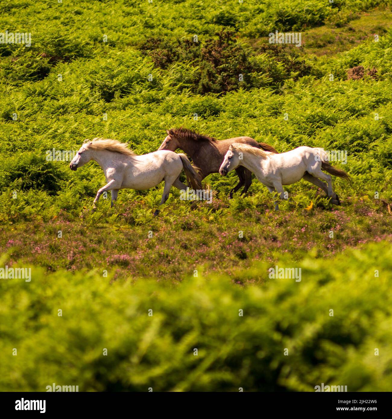 Godshill, Fordingbridge, New Forest, Hampshire, UK, 14th July 2022, Weather: Hot under intense sunshine in the middle of the day. New Forest ponies run in the heat through green bracken. Paul Biggins/Alamy Live News Stock Photo