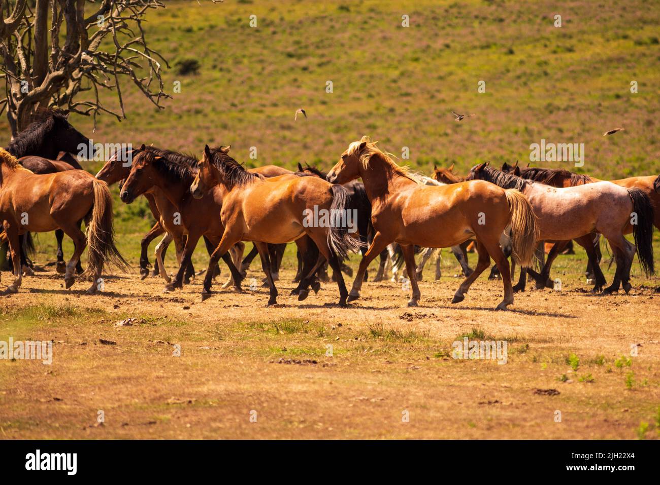 Godshill, Fordingbridge, New Forest, Hampshire, UK, 14th July 2022, Weather: Hot under intense sunshine in the middle of the day. New Forest ponies gather on dry, dusty ground near a dead tree. Paul Biggins/Alamy Live News Stock Photo