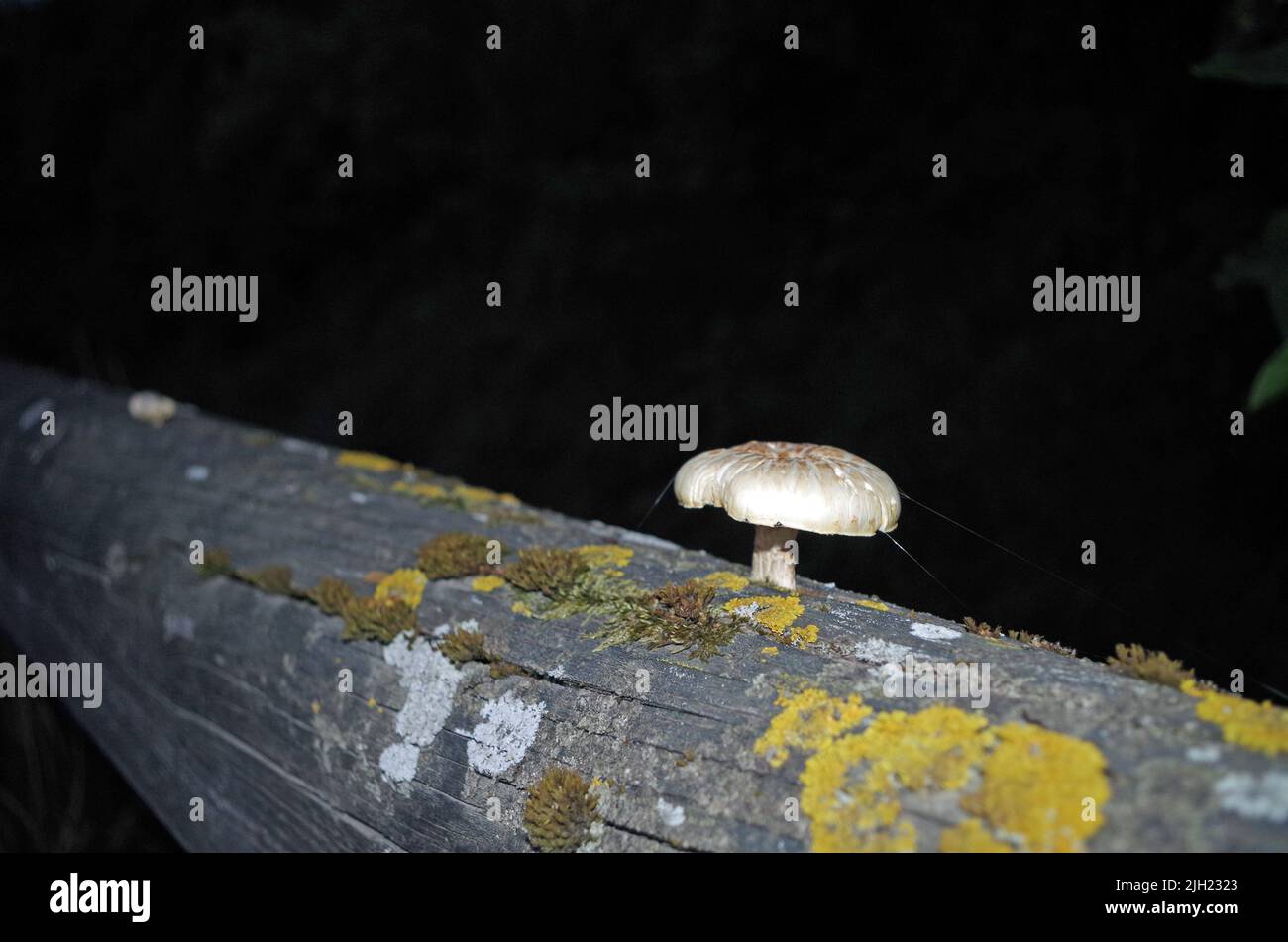 Mushroom on a Wood. Stock Photo
