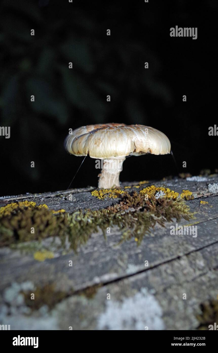 Mushroom on a Wood. Stock Photo