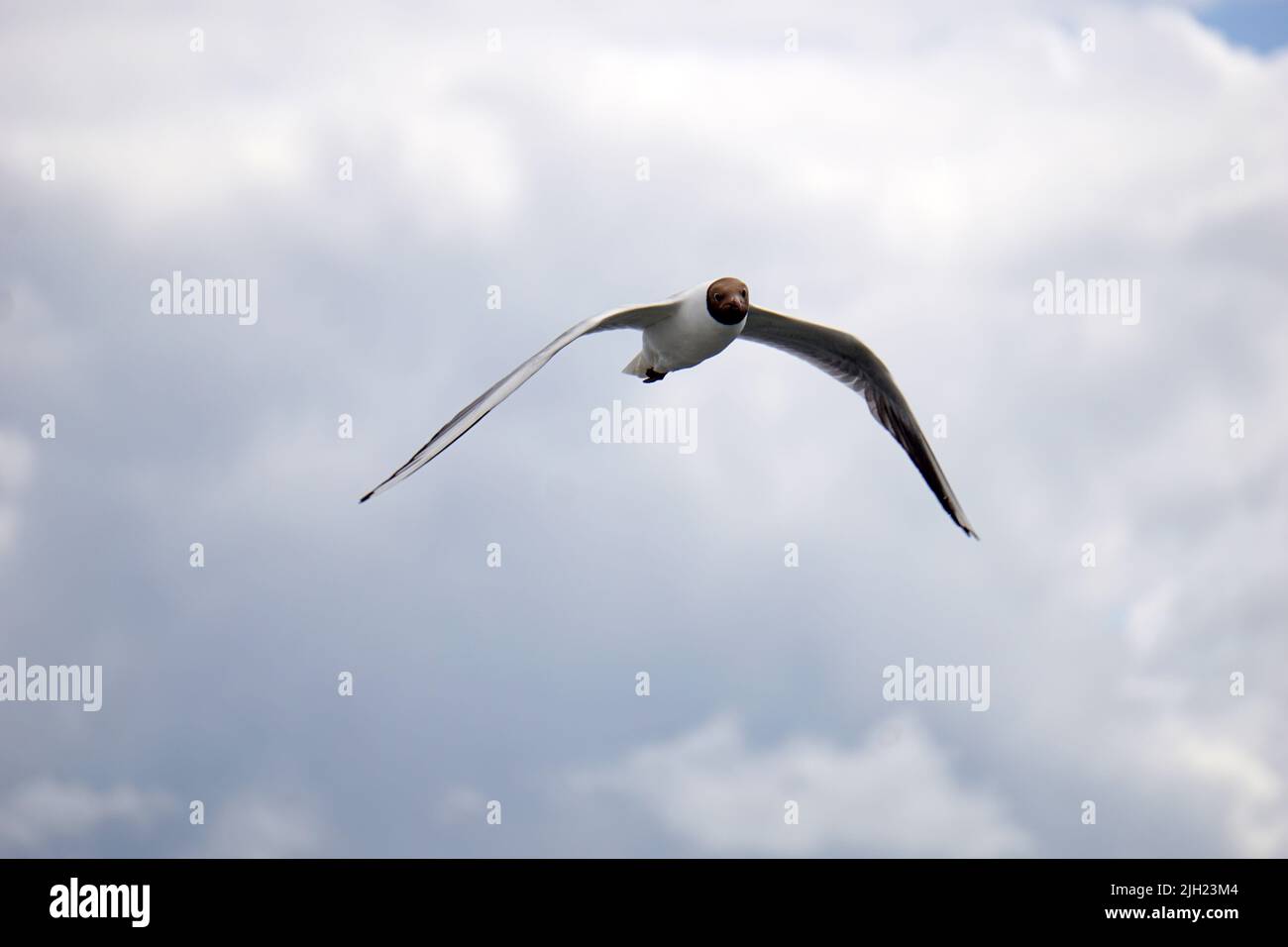 Flying black and white seagull Stock Photo - Alamy