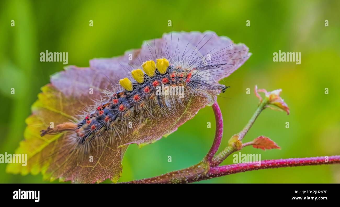 Rusty tussock moth caterpillar, Orgyia antiqua larva on leaf Stock Photo