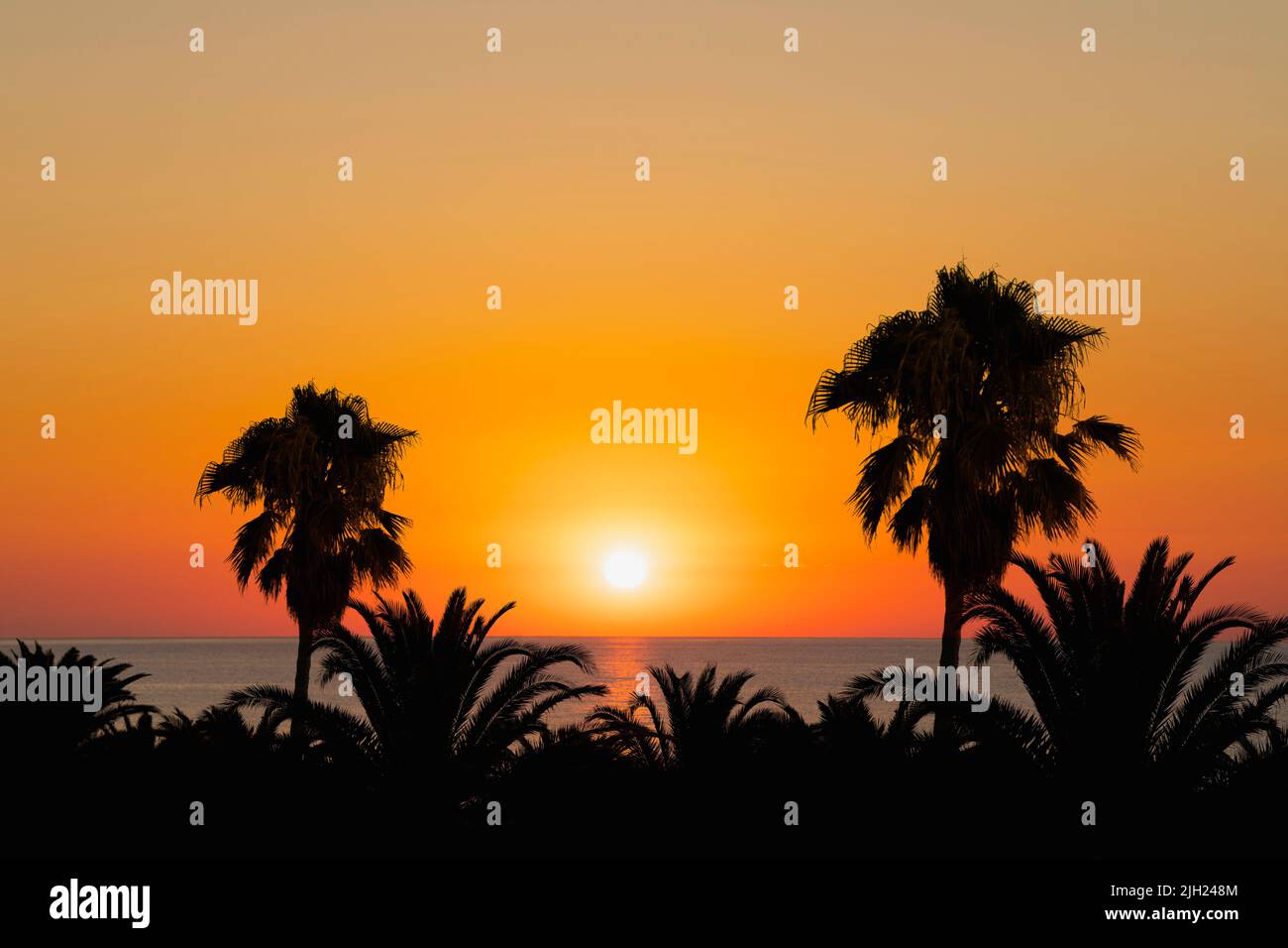 Sun setting over the sea with palm trees Stock Photo