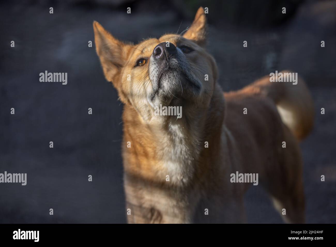 Why Does My Dog Hate Cameras