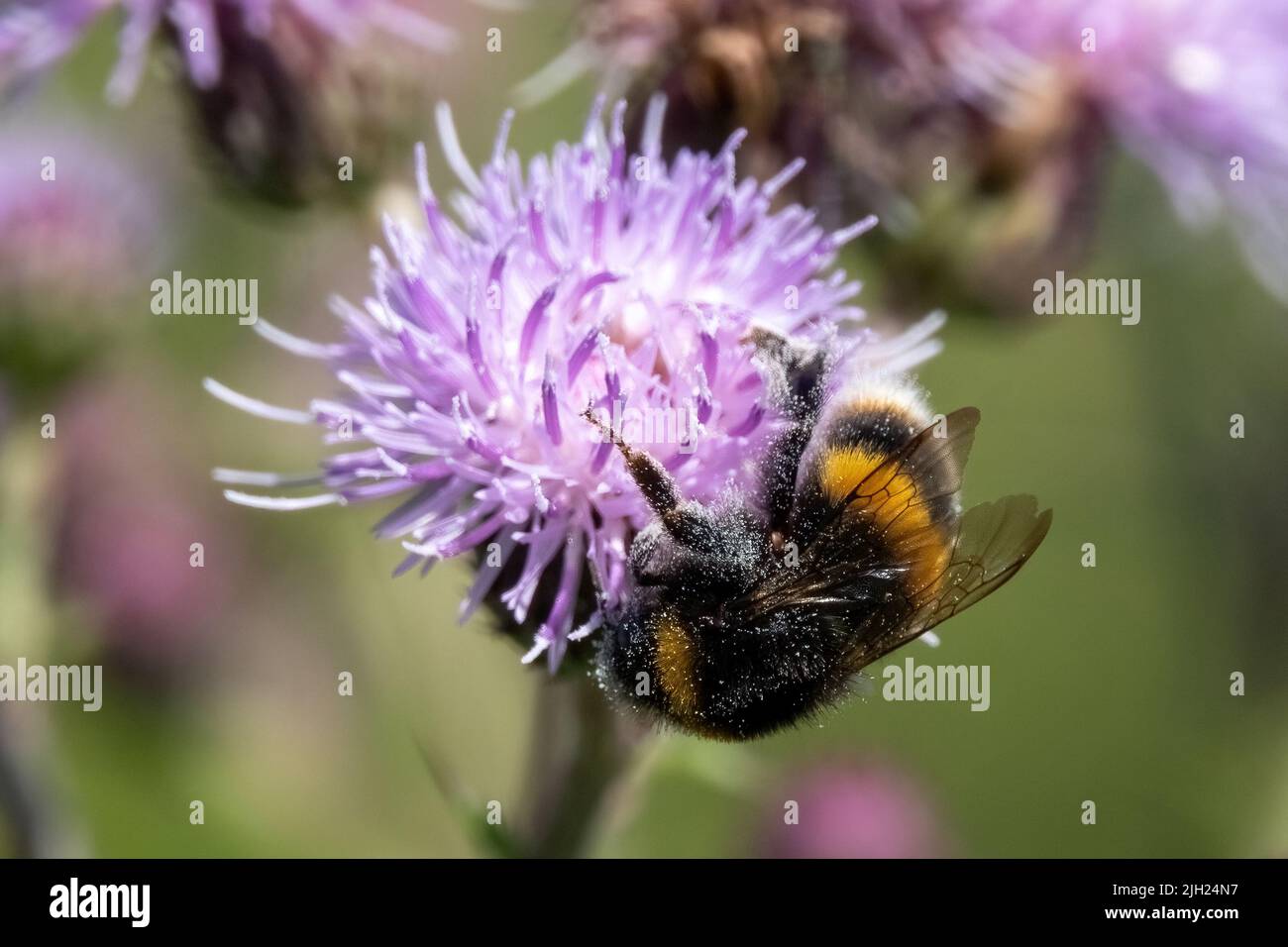 A European dark been on a flower, latin name Apis mellifera mellifera Stock Photo