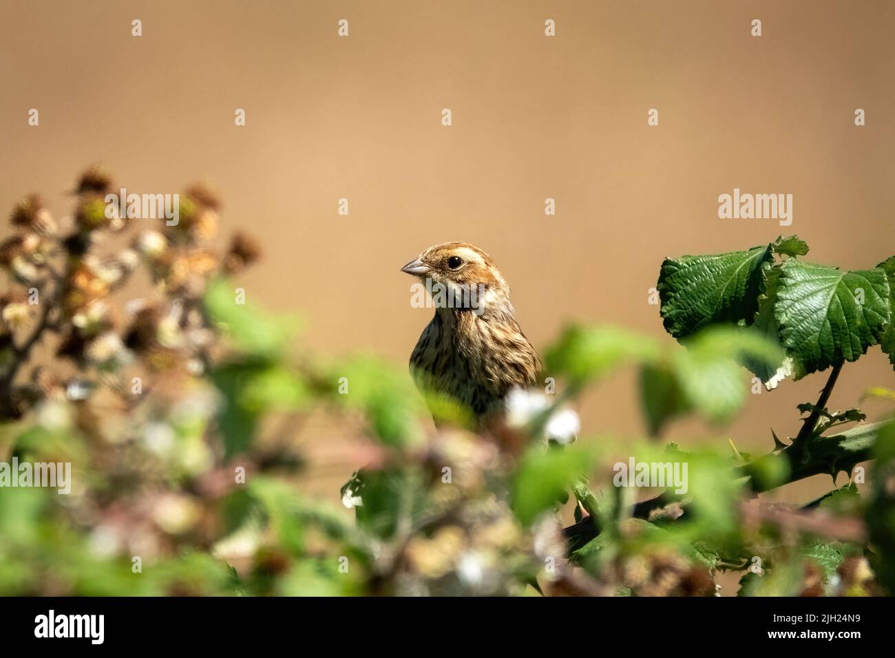A Female reed bunting bird Latin name Emberiza schoeniclus in a bramble bush Stock Photo