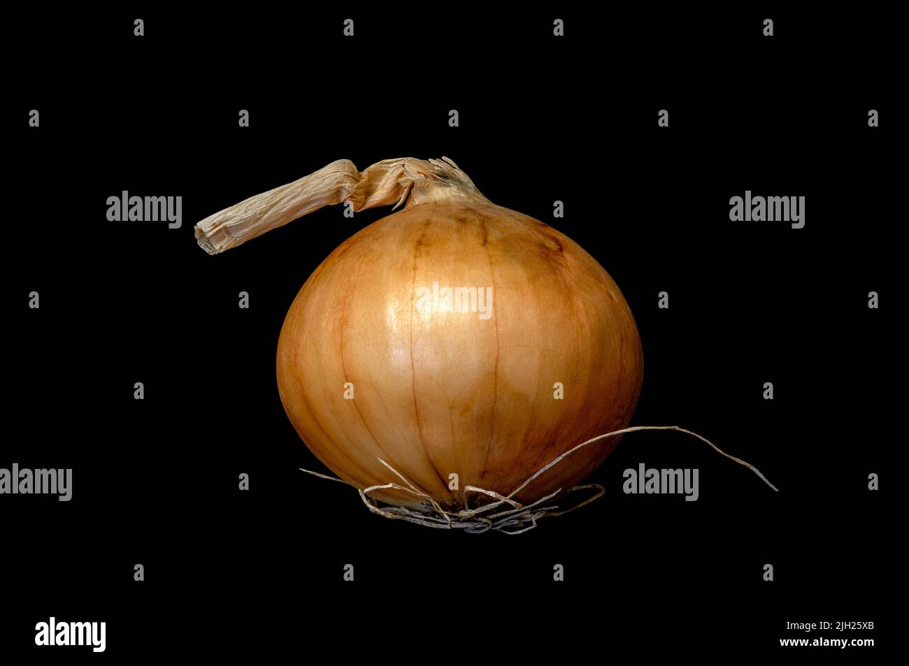 Onion roots hi-res stock photography and images - Alamy