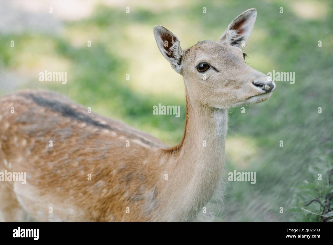A spotted deer stands in the park on a background of grass and looks to the side. High quality photo Stock Photo