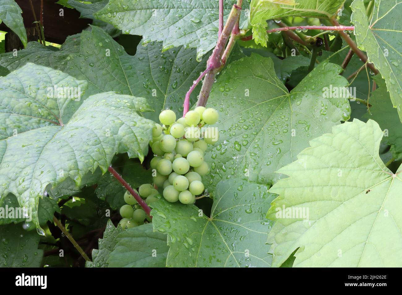 young vine grapes, growing up at lake of constance. bodensee during summer time. grapes are green and small, but fresh and jucy Stock Photo