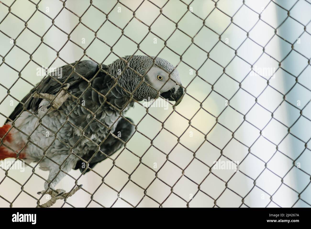 African gray parrot sitting on a cage and looking at the camera. High quality photo Stock Photo