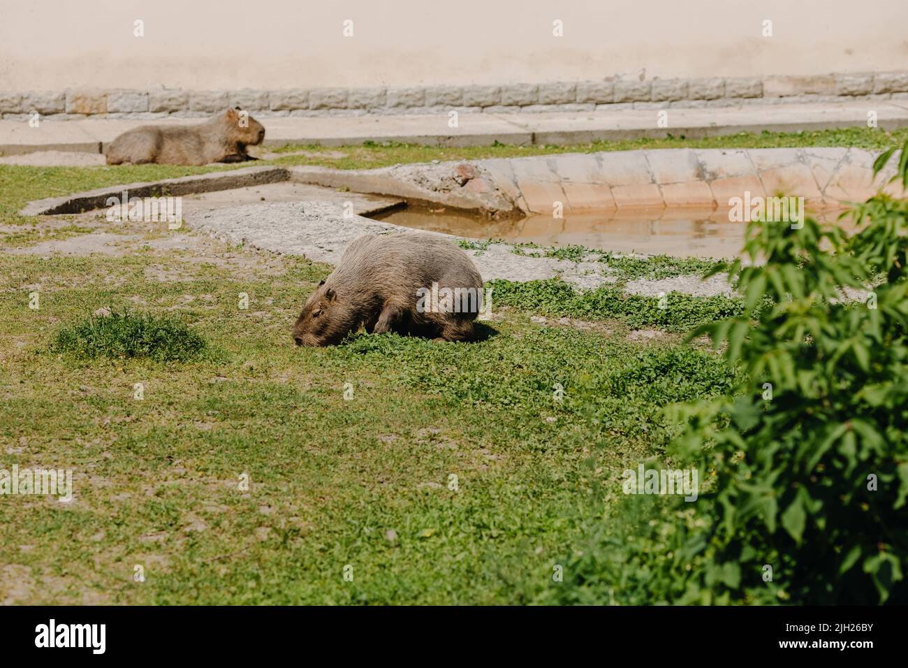 Two beavers are resting on the grass in the zoo. High quality photo Stock Photo