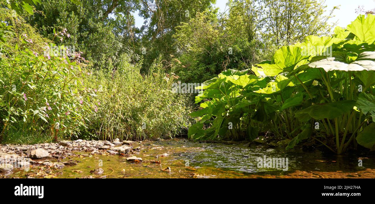 Low flow habitat hires stock photography and images Alamy