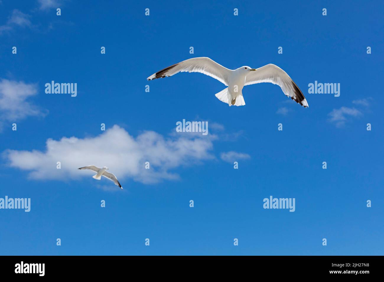Flying European herring gulls (Larus argentatus), Steinwarder Peninsula, Heiligenhafen, Schleswig-Holstein, Germany Stock Photo