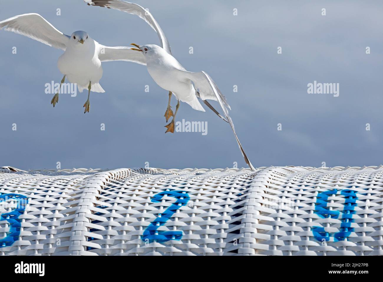 Flying European herring gulls (Larus argentatus), beach chair, Steinwarder Peninsula, Heiligenhafen, Schleswig-Holstein, Germany Stock Photo