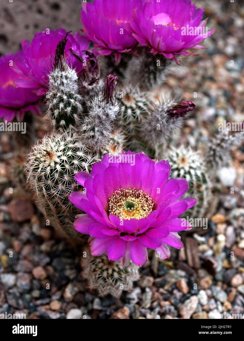 Echinocereus fendleri hi-res stock photography and images - Alamy