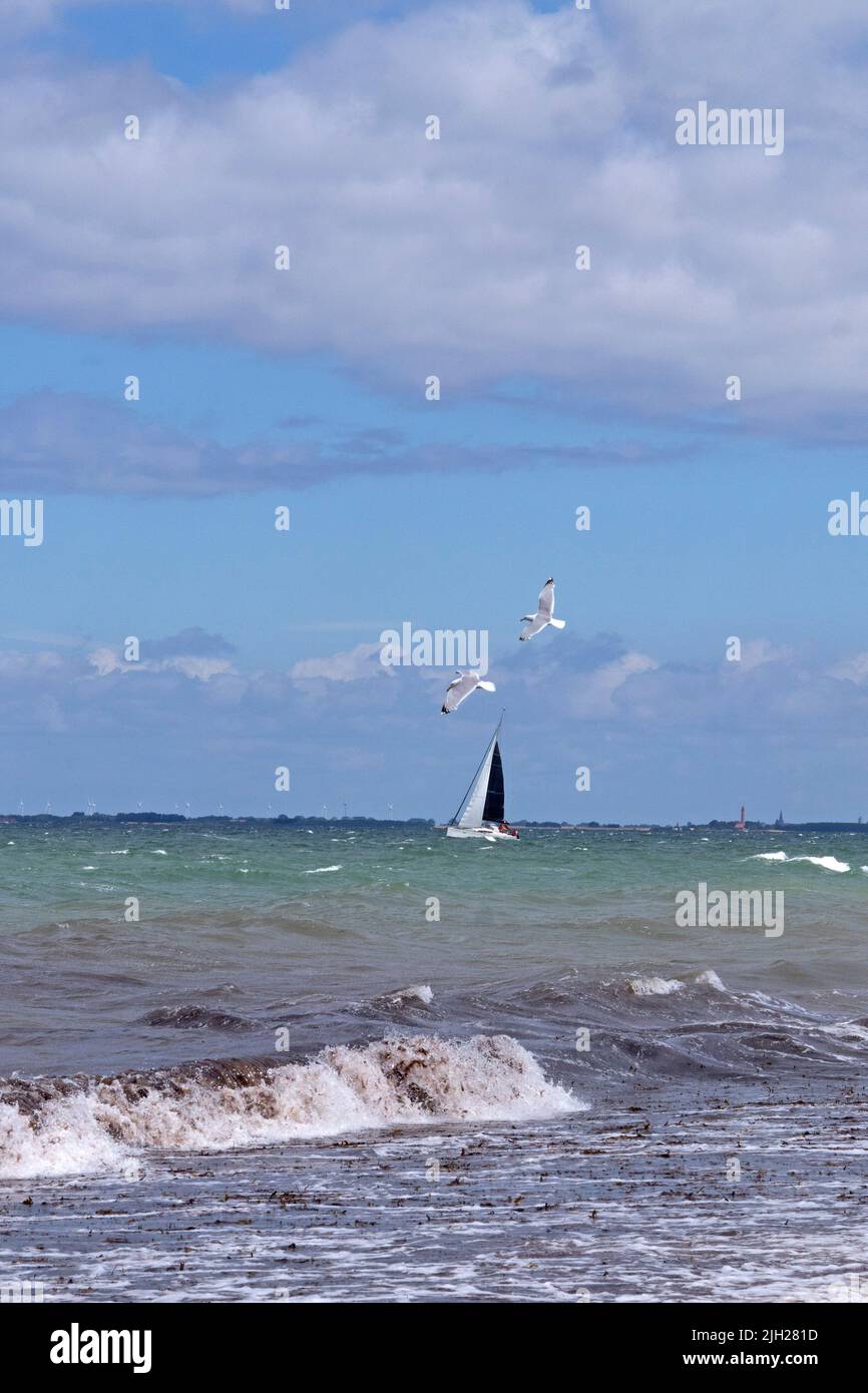 Sailing boat and flying sea gulls off Heiligenhafen, Schleswig-Holstein, Germany Stock Photo