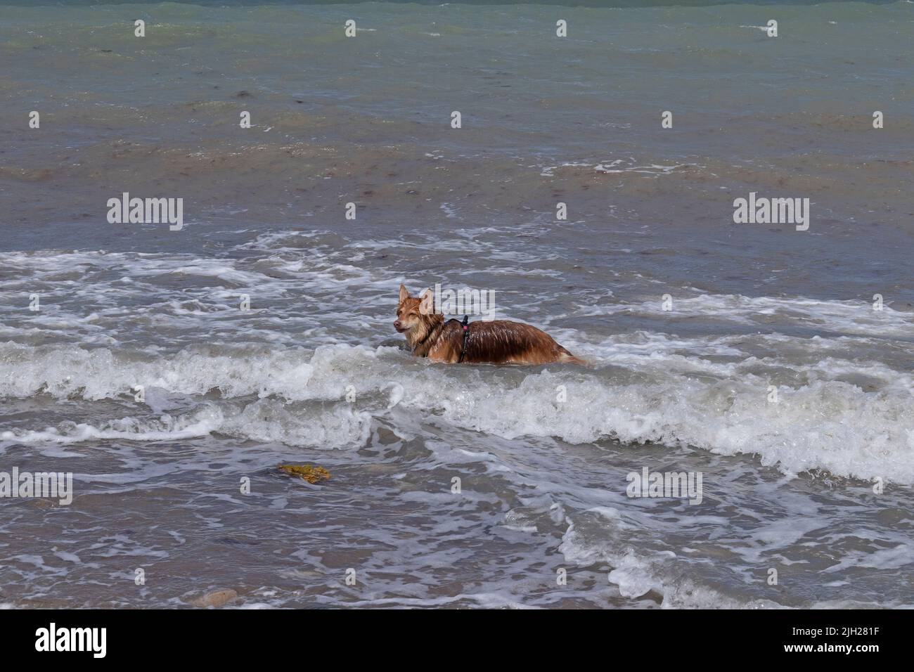Dog having fun in the sea, Heiligenhafen, Schleswig-Holstein, Germany Stock Photo