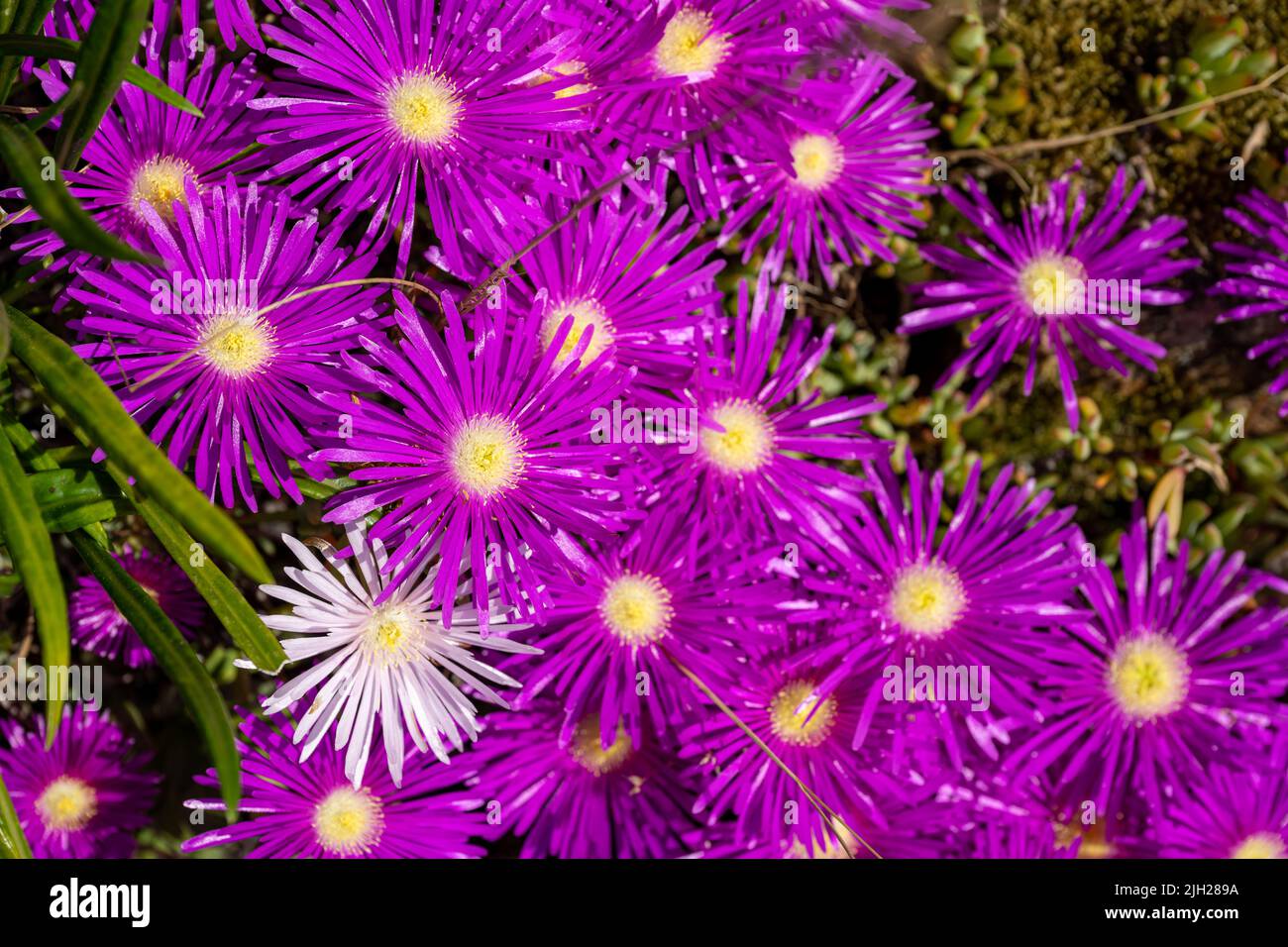 Purple Dewplant, Disphyma crassifolium flowers in full bloom during summer at St Brelade, Jersey. Stock Photo