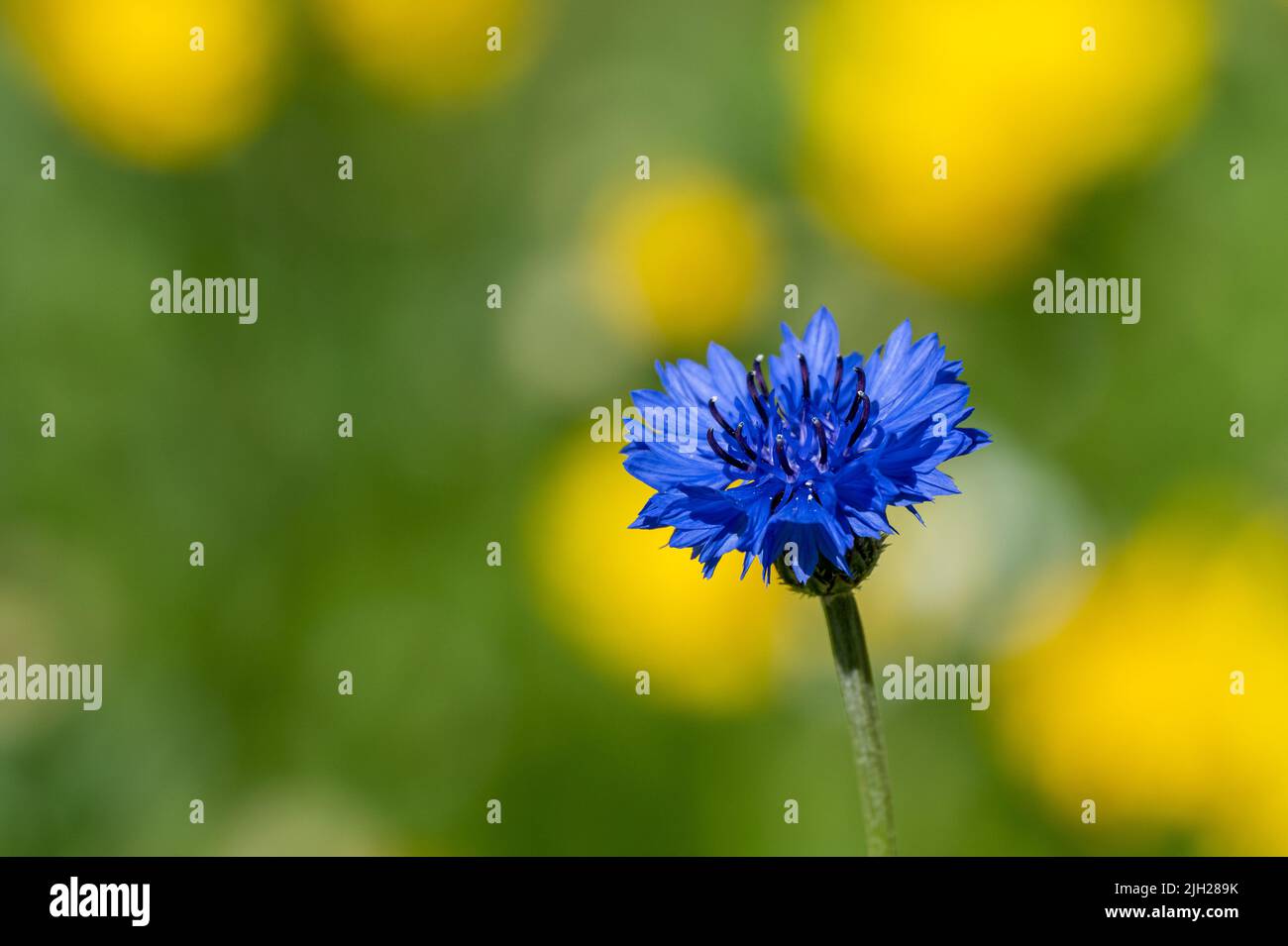 A single blue cornflower, Centaurea cyanus in bloom with a shallow depth of field. Also known as a Bachelor's Button. Stock Photo