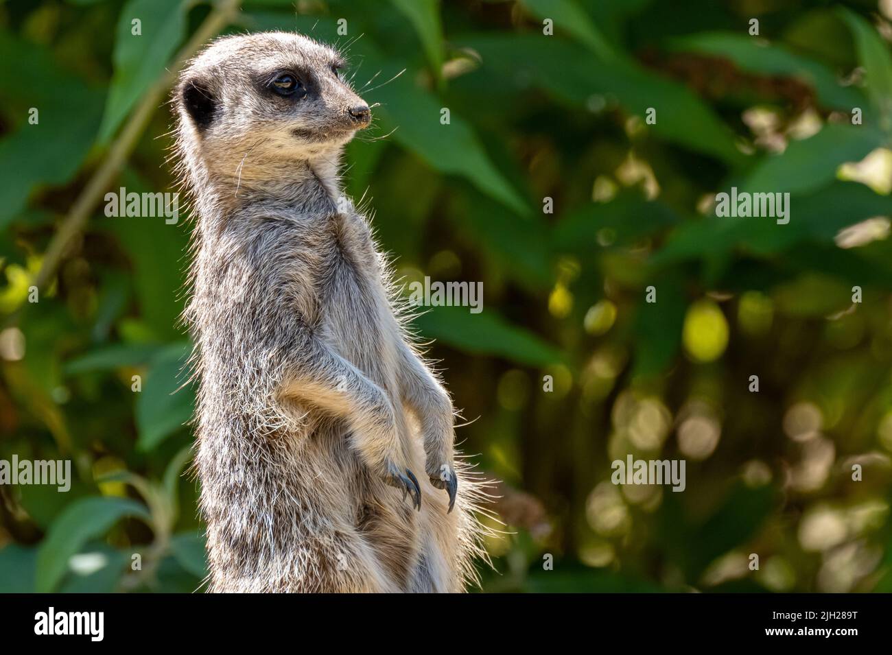A single isolated close-up portrait of an alert Meerkat, Suricata suricatta. Stock Photo