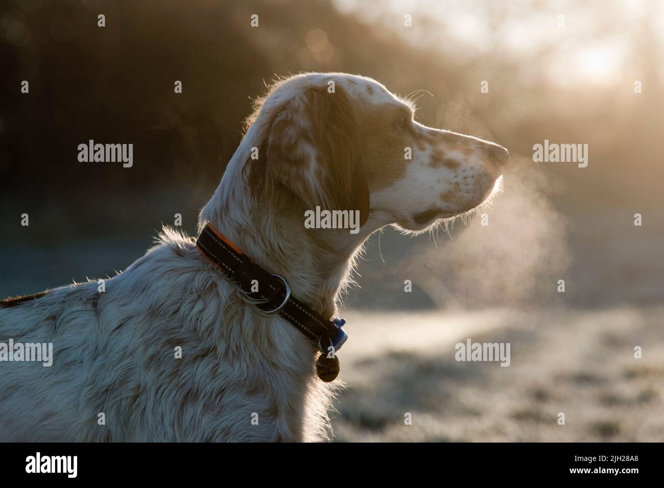 English setter dog back lit by orange early morning sun and watching on a cold frosty winter morning with breath misting, Berkshire, January Stock Photo
