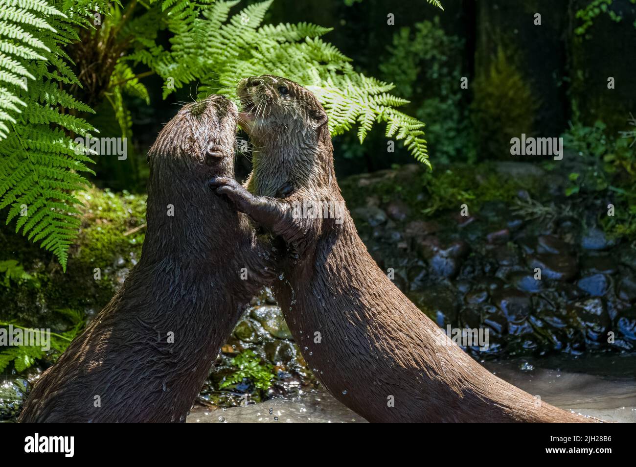 Two Asian small-clawed otters, Lutra lutra swimming and play fighting on a river bank with clear water in the British Isles. Stock Photo