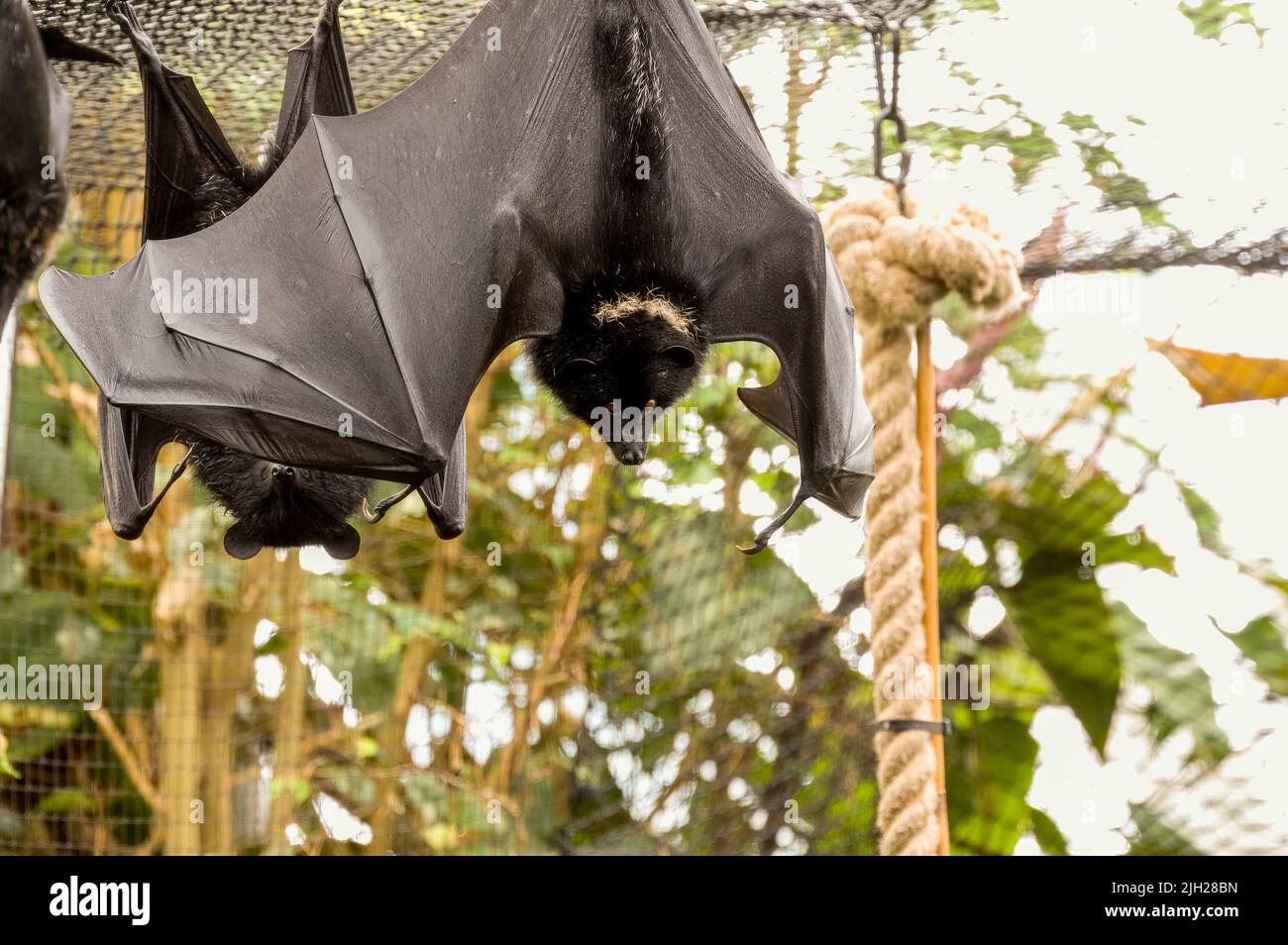 A Livingstone's fruit bat, Pteropus livingstonii, also called a Comoro flying fox at Jersey zoo. Native to the Anjouan and Moheli islands in the India Stock Photo