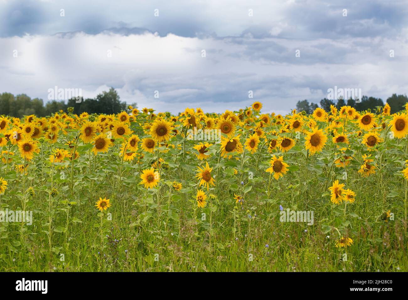 A field with blooming yellow sunflowers and a beautiful blue sky with ...