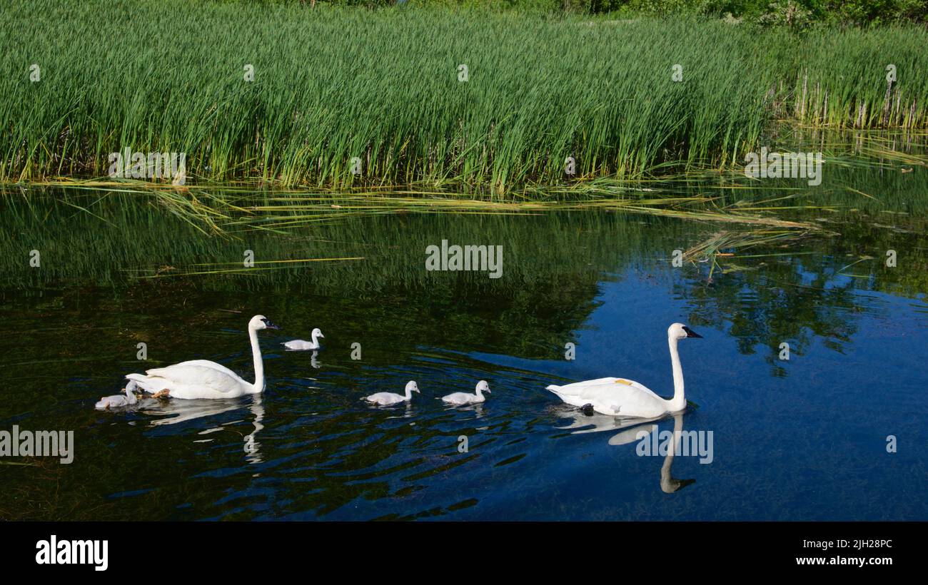 Swans swimming with newborns in the lake. Stock Photo