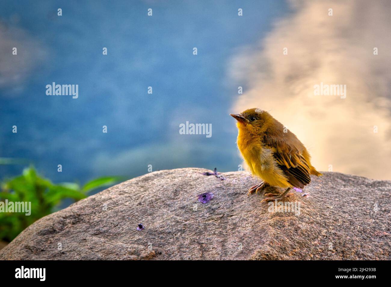 A closeup shot of a baby bird of Yellow Warbler Stock Photo