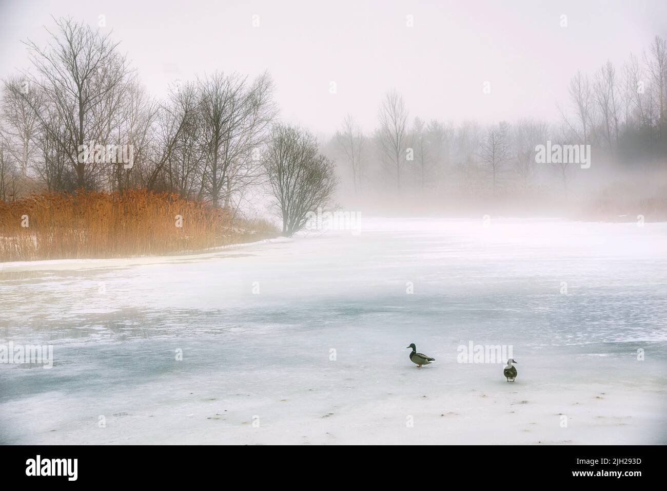Duck standing on the frozen lake in winter on a foggy morning Stock Photo
