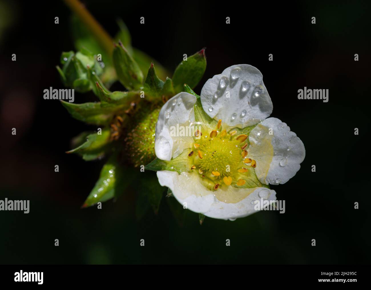 Strawberry flower hi-res stock photography and images - Alamy