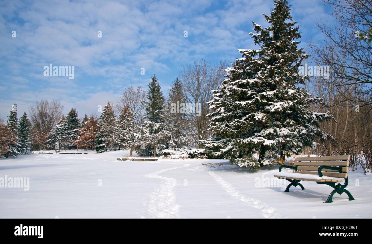 Park bench in a park with trees covered with snow after a snowstorm. Stock Photo